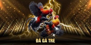 Đá gà tre