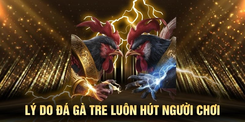 Đá gà tre KING88 hút người chơi mọi qua nhiều thời kỳ