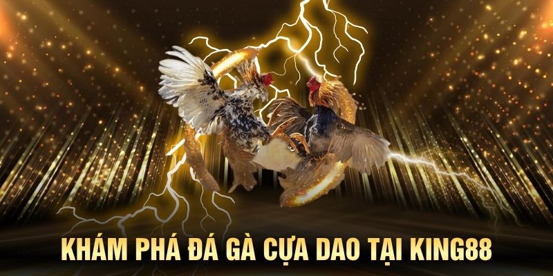 Khám phá điều gì làm nên sức hút của đá gà cựa dao tại KING88