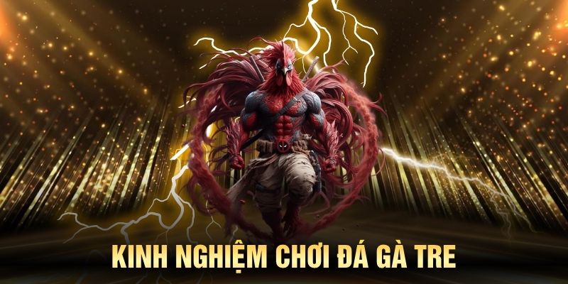 Kinh nghiệm đá gà tre người mới cần biết