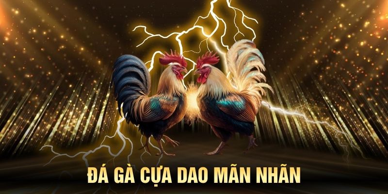 Đá gà cựa dao mang tới những cú chém mãn nhãn